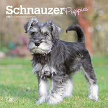 Load image into Gallery viewer, Browntrout Schnauzer Puppies 2026 7 x 7 Mini Calendar