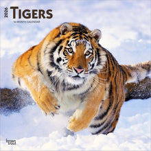 Load image into Gallery viewer, Browntrout Tigers 2026 12 x 12 Wall Calendar