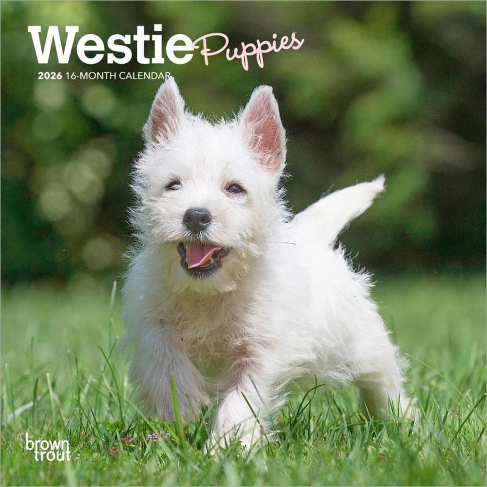 Miniature Westie Mini Westie Dog Mini Westie Westie Or West