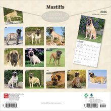 Load image into Gallery viewer, Browntrout Mastiffs 2026 12 x 12 Wall Calendar