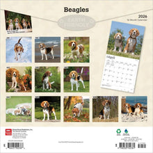 Load image into Gallery viewer, Browntrout Beagles 2026 12 x 12 Wall Calendar