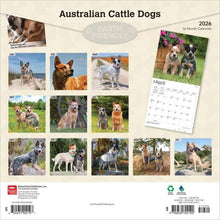 Load image into Gallery viewer, Browntrout Australian Cattle Dogs 2026 12 x 12 Wall Calendar