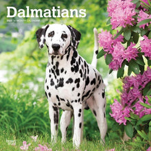 Load image into Gallery viewer, Browntrout Dalmatians 2025 12 x 12 Wall Calendar