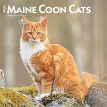 Load image into Gallery viewer, Browntrout Maine Coon Cats 2026 12 x 12 Wall Calendar
