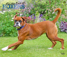 Load image into Gallery viewer, Browntrout For the Love of Boxers 2026 14 x 12 Wall Calendar