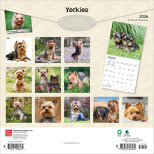 Load image into Gallery viewer, Browntrout Yorkshire Terriers 2026 12 x 12 Wall Calendar