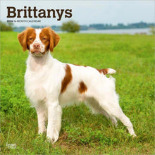 Load image into Gallery viewer, Browntrout Brittanys 2026 12 x 12 Wall Calendar