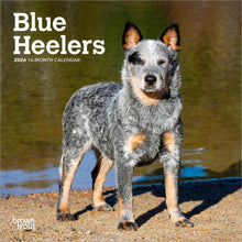 Load image into Gallery viewer, Browntrout Blue Heelers 2026 7 x 7 Mini Calendar