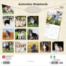 Load image into Gallery viewer, Browntrout Australian Shepherds 2026 12 x 12 Wall Calendar