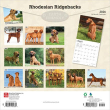 Load image into Gallery viewer, Browntrout Rhodesian Ridgebacks 2026 12 x 12 Wall Calendar