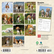 Load image into Gallery viewer, Browntrout Beagles 2026 7 x 7 Mini Calendar