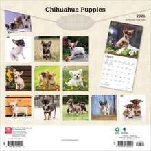 Load image into Gallery viewer, Browntrout Chihuahua Puppies 2026 12 x 12 Wall Calendar