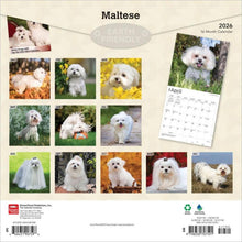 Load image into Gallery viewer, Browntrout Maltese 2026 12 x 12 Wall Calendar