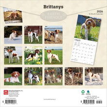 Load image into Gallery viewer, Browntrout Brittanys 2026 12 x 12 Wall Calendar