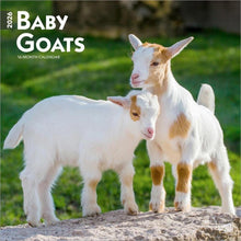 Load image into Gallery viewer, Browntrout Baby Goats 2026 12 x 12 Wall Calendar