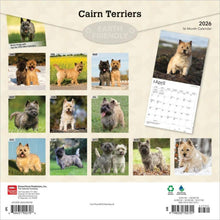 Load image into Gallery viewer, Browntrout Cairn Terriers 2026 12 x 12 Wall Calendar