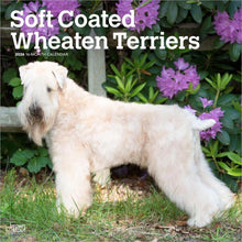 Load image into Gallery viewer, Browntrout Soft Coated Wheaten Terriers 2026 12 x 12 Wall Calendar