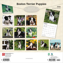 Load image into Gallery viewer, Browntrout Boston Terrier Puppies 2026 12 x 12 Wall Calendar