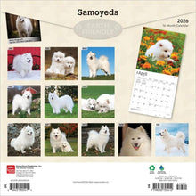 Load image into Gallery viewer, Browntrout Samoyeds 2026 12 x 12 Wall Calendar