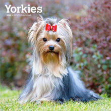 Load image into Gallery viewer, Browntrout Yorkshire Terriers 2026 12 x 12 Wall Calendar