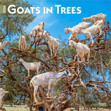Load image into Gallery viewer, Browntrout Goats in Trees 2026 12 x 12 Wall Calendar