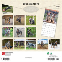 Load image into Gallery viewer, Browntrout Blue Heelers 2026 12 x 12 Wall Calendar