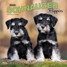 Load image into Gallery viewer, Browntrout Schnauzer Puppies 2026 12 x 12 Wall Calendar