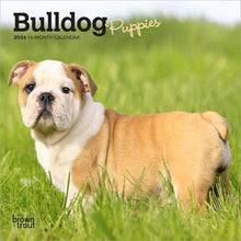 Load image into Gallery viewer, Browntrout Bulldog Puppies 2026 7 x 7 Mini Calendar