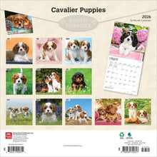 Load image into Gallery viewer, Browntrout Cavalier King Charles Spaniel Puppies 2026 12 x 12 Wall Calendar