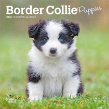 Load image into Gallery viewer, Browntrout Border Collie Puppies 2026 7 x 7 Mini Calendar