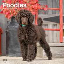 Load image into Gallery viewer, Browntrout Poodles 2026 12 x 12 Wall Calendar