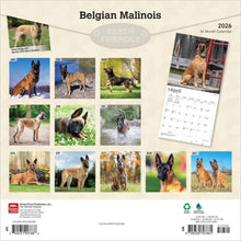 Load image into Gallery viewer, Browntrout Belgian Malinois 2026 12 x 12 Wall Calendar