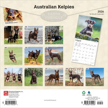 Load image into Gallery viewer, Browntrout Australian Kelpies 2026 12 x 12 Wall Calendar