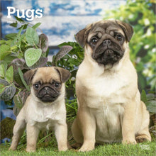 Load image into Gallery viewer, Browntrout Pugs 2026 12 x 12 Wall Calendar