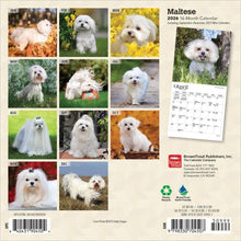 Load image into Gallery viewer, Browntrout Maltese 2026 7 x 7 Mini Calendar