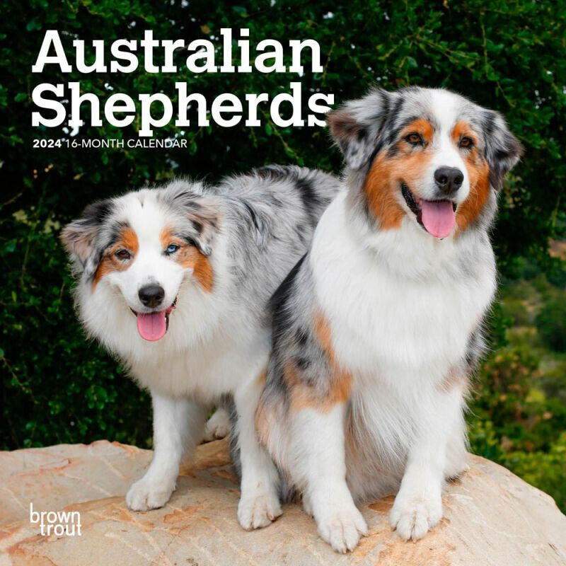 Browntrout Australian Shepherds 2024 7 x 7 Mini Calendar