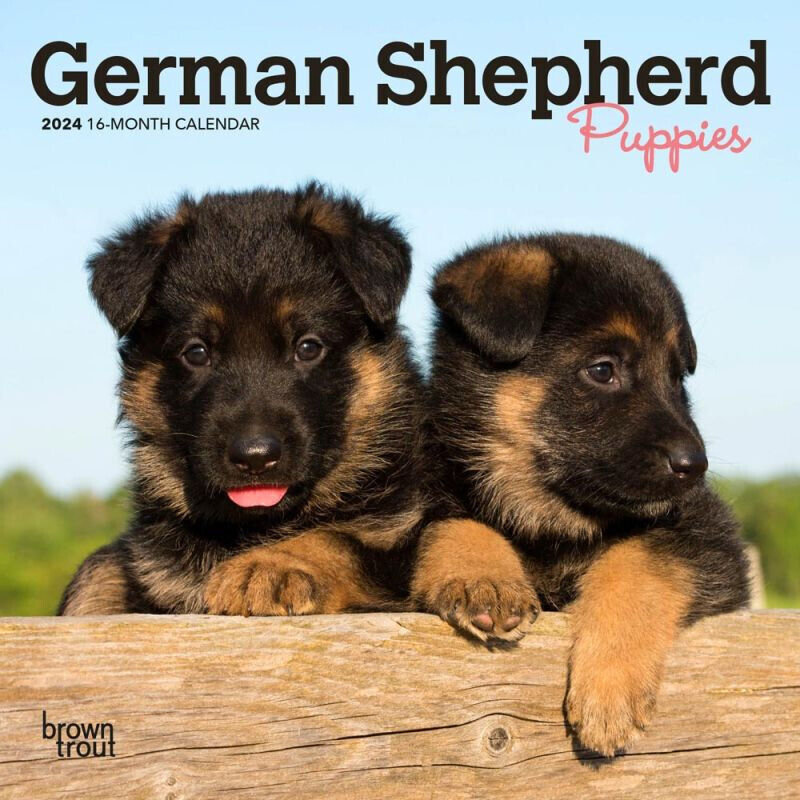 Browntrout German Shepherd Puppies 2024 7 x 7 Mini Calendar