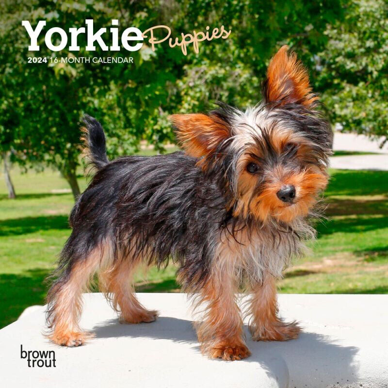 Browntrout Yorkshire Terrier Puppies 2024 7 x 7 Mini Calendar
