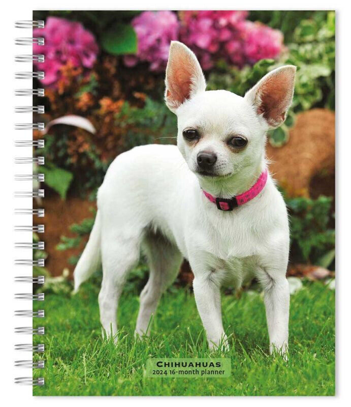 Browntrout Chihuahuas 2024 6 x 7.75 Inch Engagement Planner