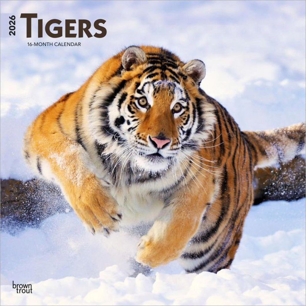 Browntrout Tigers 2026 12 x 12 Wall Calendar