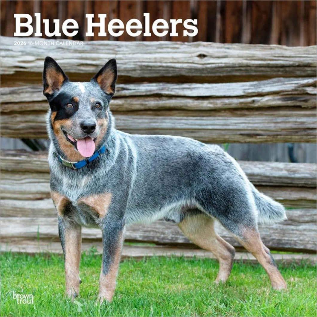 Browntrout Blue Heelers 2026 12 x 12 Wall Calendar