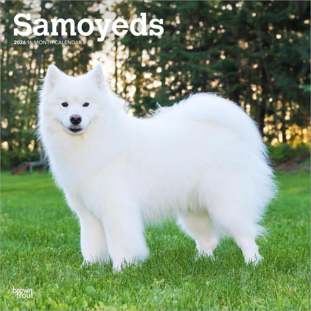 Browntrout Samoyeds 2026 12 x 12 Wall Calendar