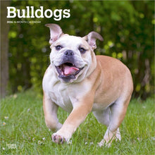 Load image into Gallery viewer, Browntrout Bulldogs 2026 12 x 12 Wall Calendar
