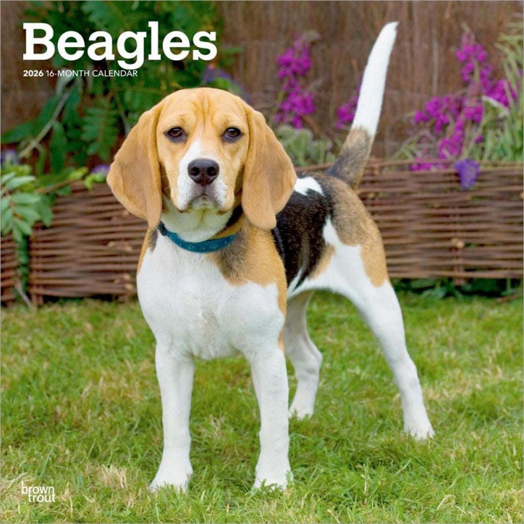 Browntrout Beagles 2026 12 x 12 Wall Calendar
