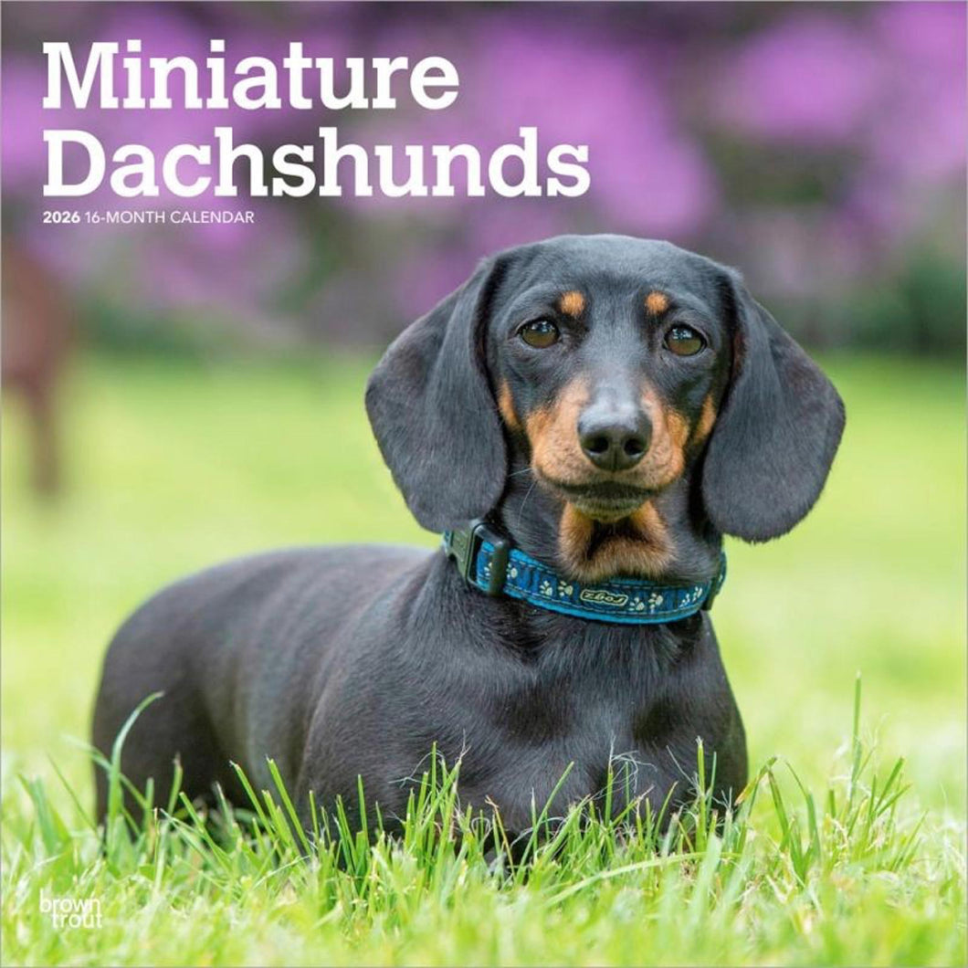 Browntrout Miniature Dachshunds 2026 12 x 12 Wall Calendar