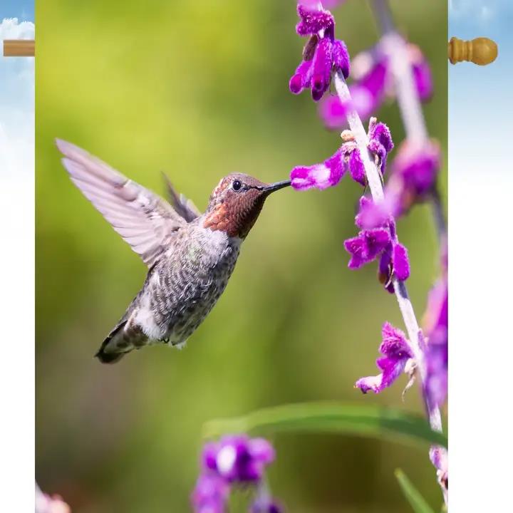 Flags Galore Hummingbird Purple Flowers House Flag