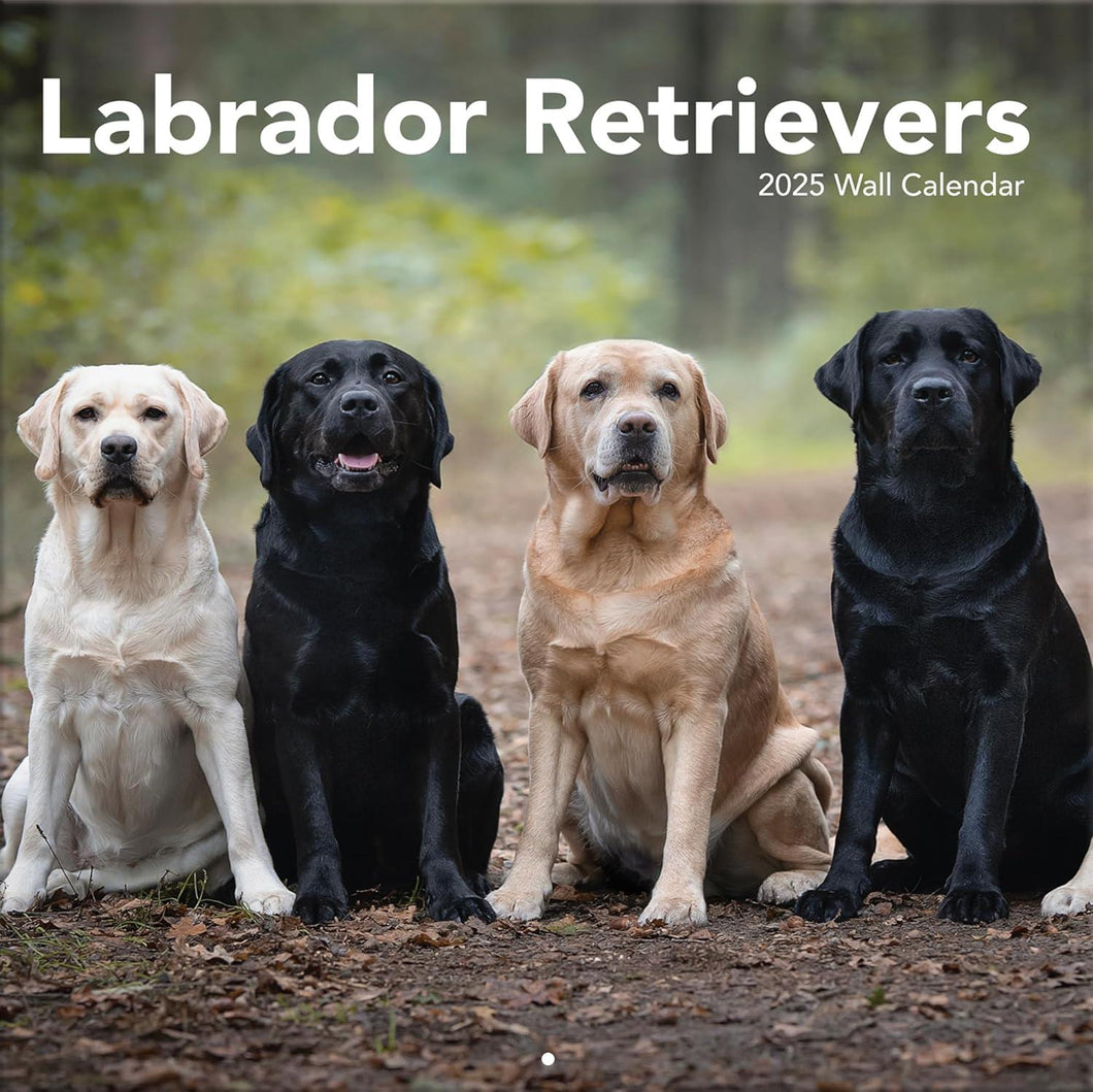 Turner Labrador Retrievers 12x12 Photo 2025 Wall Calendar
