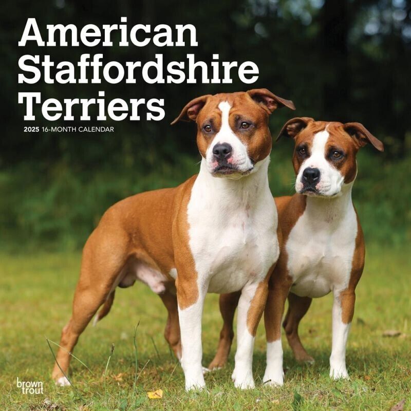 Browntrout American Staffordshire Terriers 2025 12 x 12 Wall Calendar