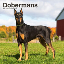 Load image into Gallery viewer, Browntrout Dobermans 2025 12 x 12 Wall Calendar
