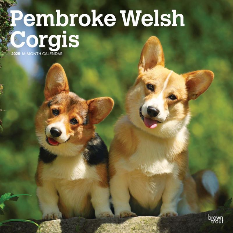 Browntrout Pembroke Welsh Corgis 2025 12 x 12 Wall Calendar
